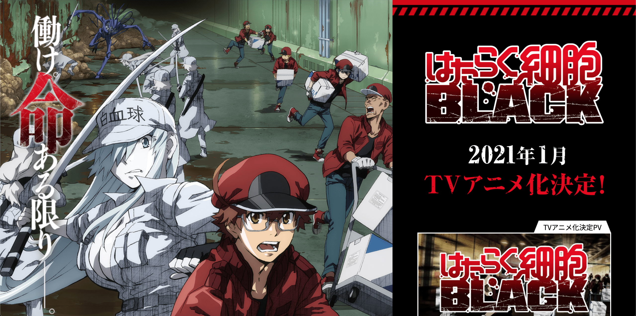 Cells-at-Work-Blac-anime