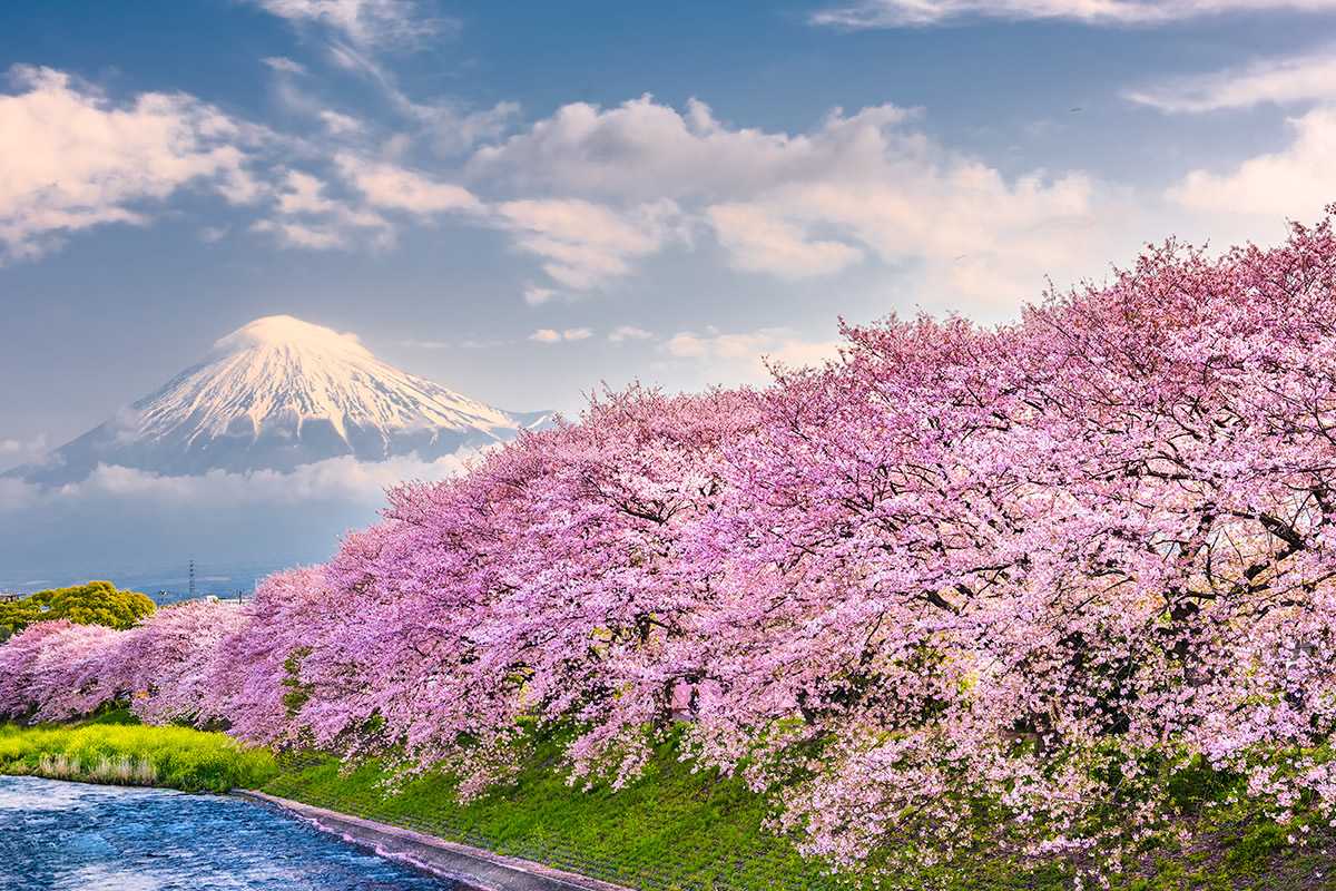 In Giappone la festa per la fioritura dei ciliegi in compagnia di Pikachu